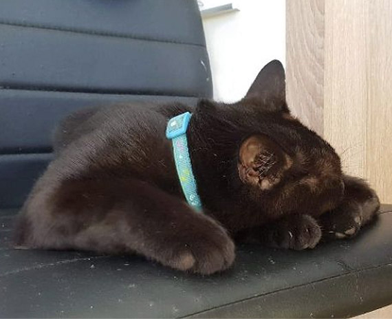 Znaleziono czarnego kotka