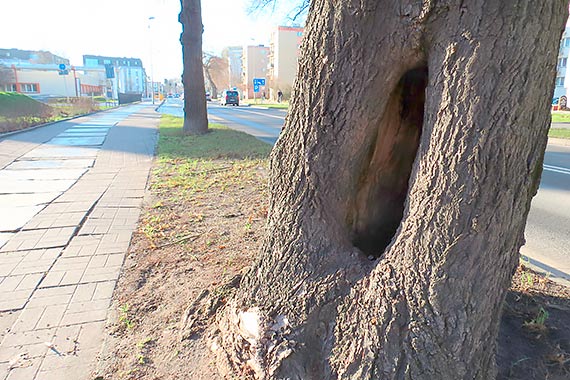 Kolejne drzewo tylko czeka, żeby runąć na ulicę...