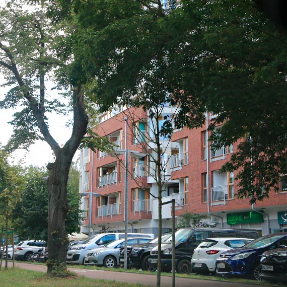 Mieszkanka : Suche i chore młode drzewka przy ulicy Wojska Polskiego