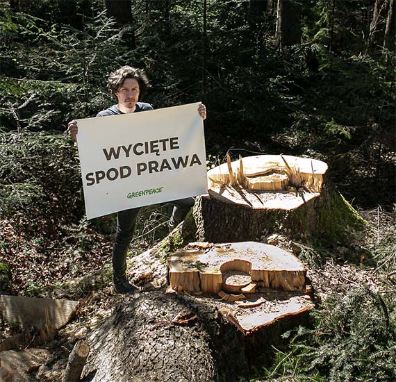 Lasy Pastwowe ignoruj moratorium na wycink drzew. Greenpeace zawiadomi prokuratur